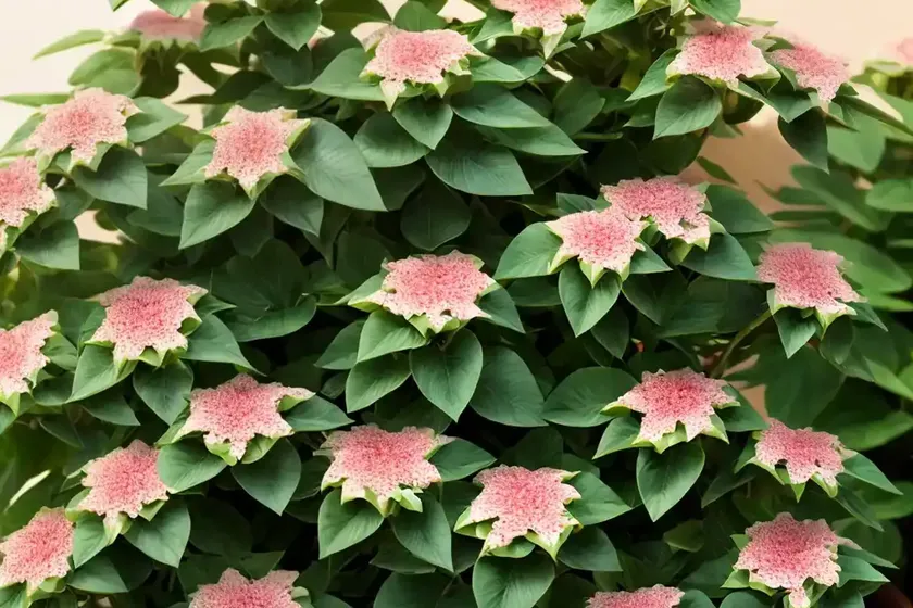Euphorbia terracina (euphorbia terracina) — photo 3