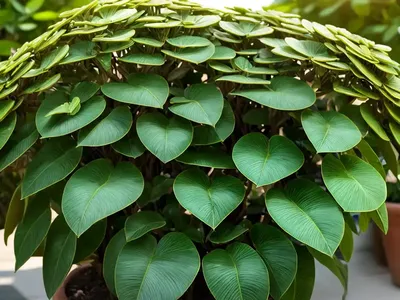 Euphorbia Terracina (Euphorbia Terracina)