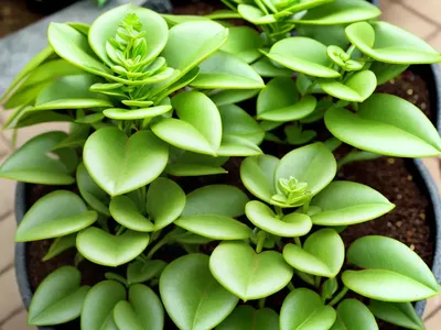 Euphorbia Xanti (Baja Spurge)