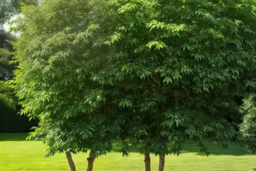 European ash (fraxinus excelsior ‘hessei’) — photo 2