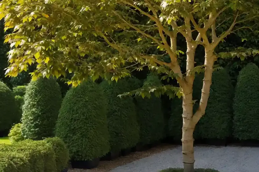 European beech (fagus sylvatica ‘pendula’) — photo 2