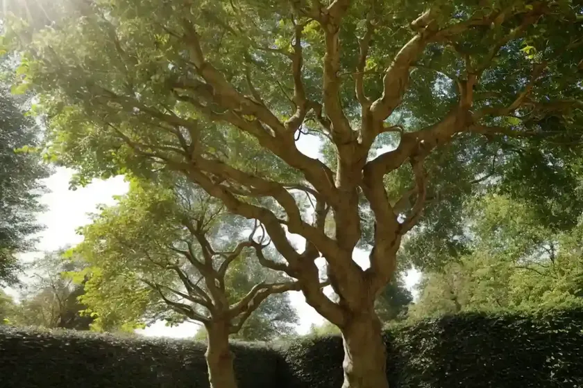 European beech (fagus sylvatica ‘pendula’) — photo 3