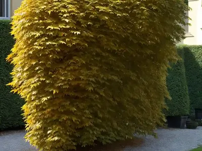 European Beech (Fagus Sylvatica ‘Pendula’)