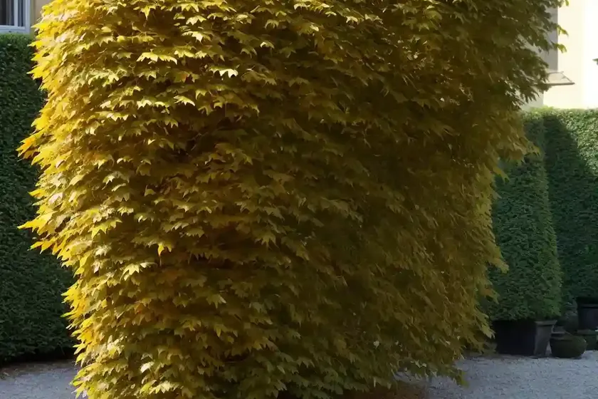 European beech (fagus sylvatica ‘pendula’)