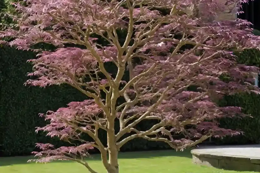 European beech (fagus sylvatica ‘purpurea pendula’) — photo 2