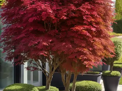 European Beech (Fagus Sylvatica ‘Purpurea Tricolor’)