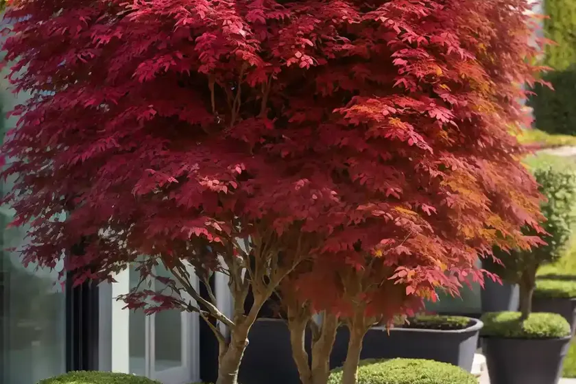 European beech (fagus sylvatica ‘purpurea tricolor’)
