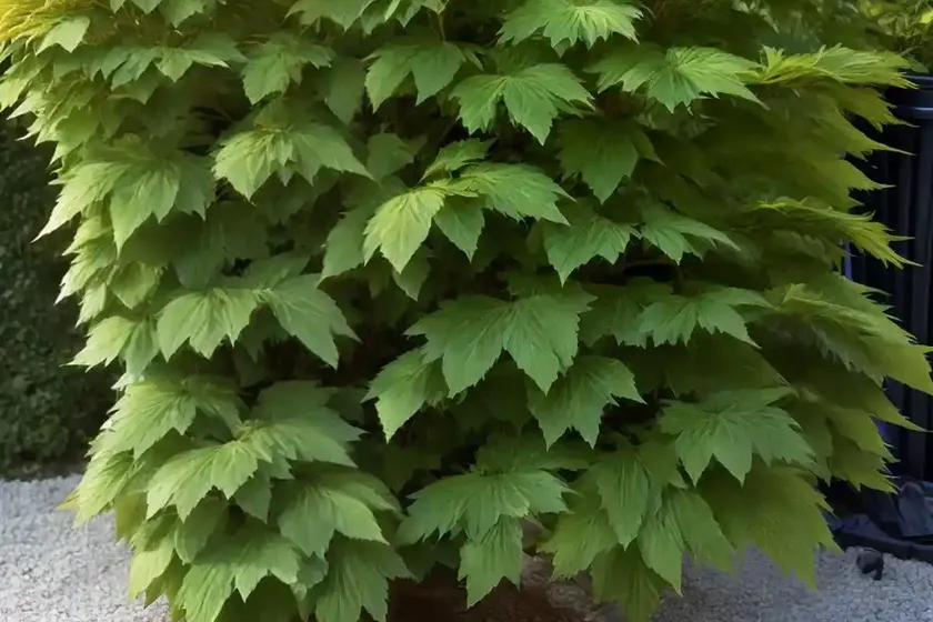 European beech (fagus sylvatica ‘riversii’) — photo 2