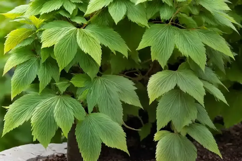 European beech (fagus sylvatica ‘riversii’) — photo 3