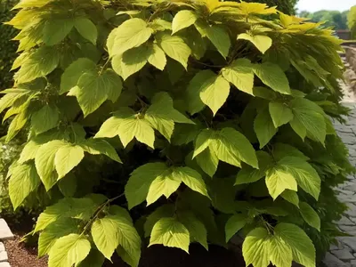 European Beech (Fagus Sylvatica ‘Riversii’)