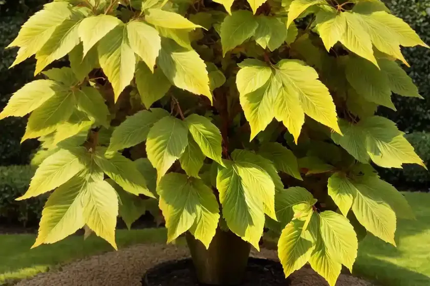 European beech (fagus sylvatica ‘tricolor’) — photo 2