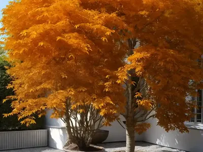 European Beech (Fagus Sylvatica ‘Tricolor’)