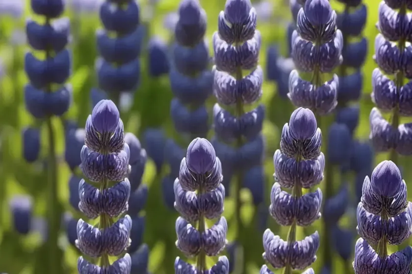 European blue lupine (lupinus angustifolius) — photo 2