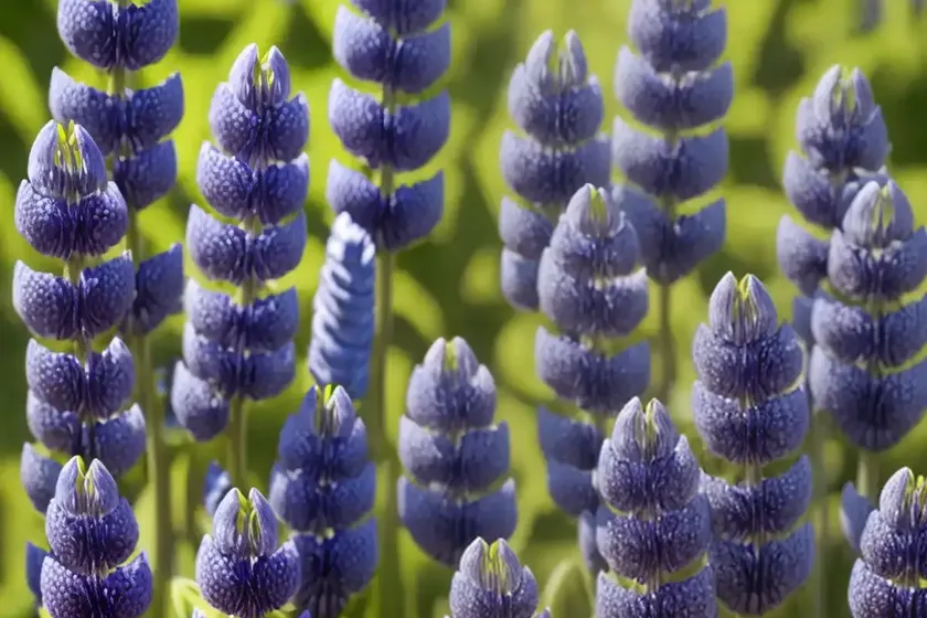 European blue lupine (lupinus angustifolius) — photo 3