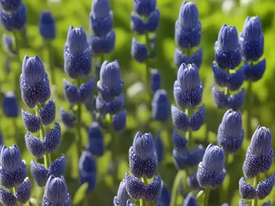 European Blue Lupine (Lupinus Angustifolius)
