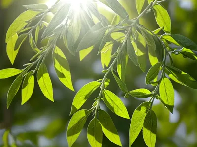 European Buckthorn (Rhamnus Cathartica)