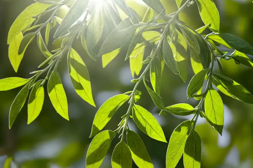 European buckthorn (rhamnus cathartica)