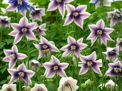 European Columbine (Aquilegia Vulgaris)