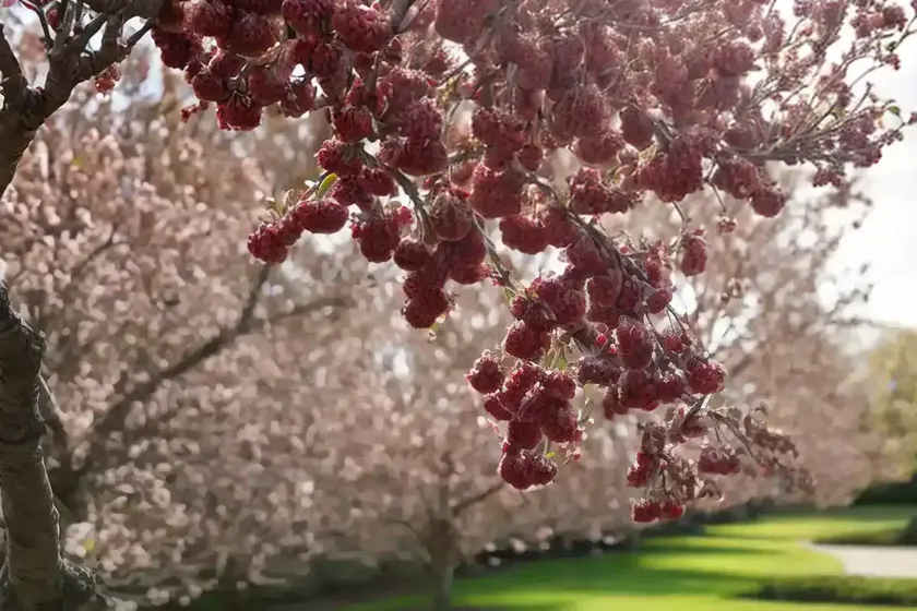 European crab apple (malus sylvestris) — photo 3