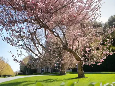 European Crab Apple (Malus Sylvestris)