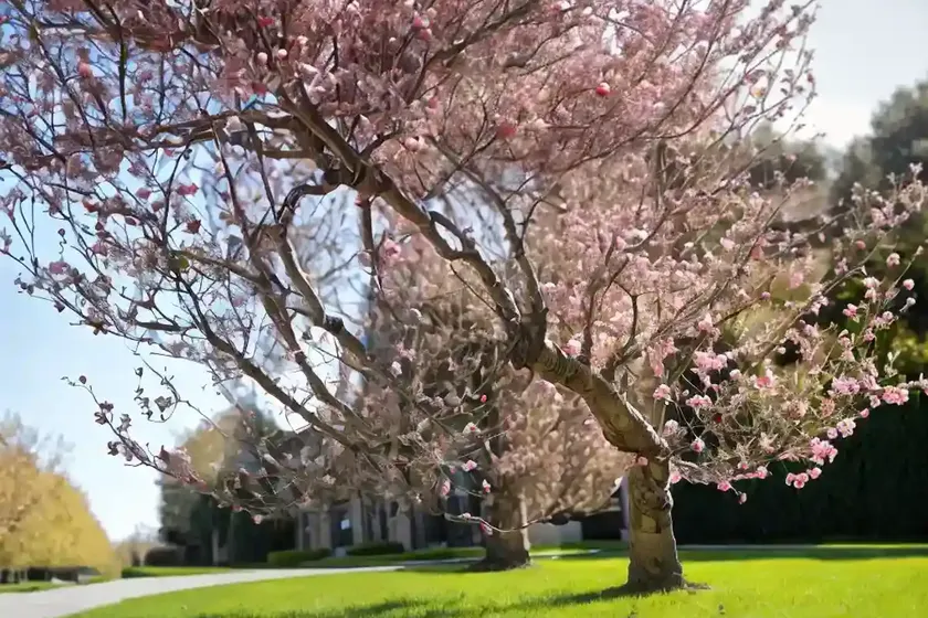 European crab apple (malus sylvestris)