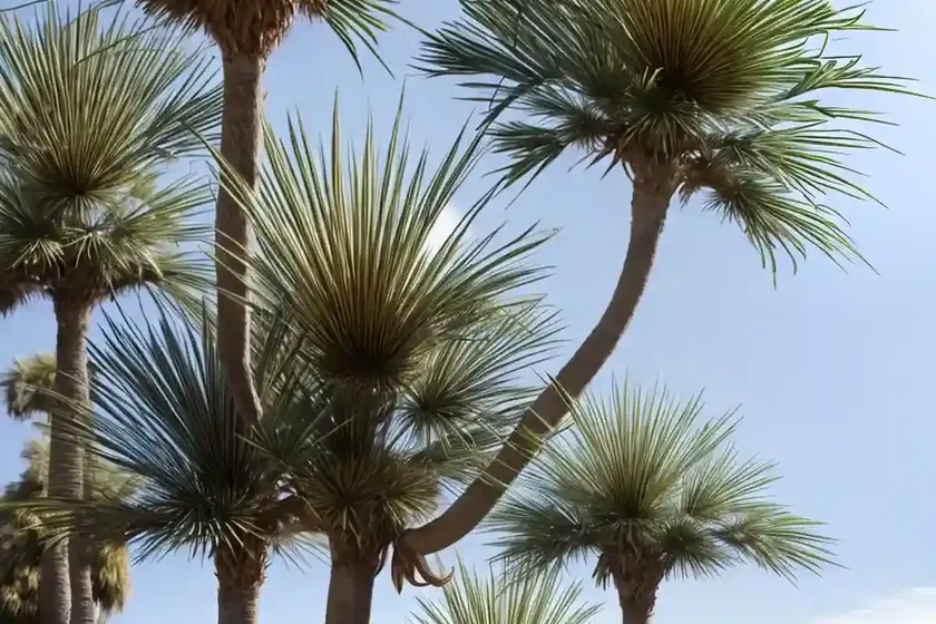 European fan palm (chamaerops humilis) — photo 3