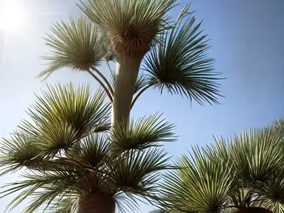 European Fan Palm (Chamaerops Humilis)