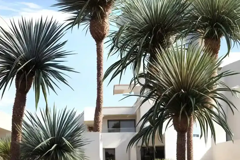 European fan palm (chamaerops humilis var. humilis) — photo 2