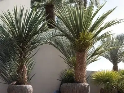 European Fan Palm (Chamaerops Humilis Var. Humilis)