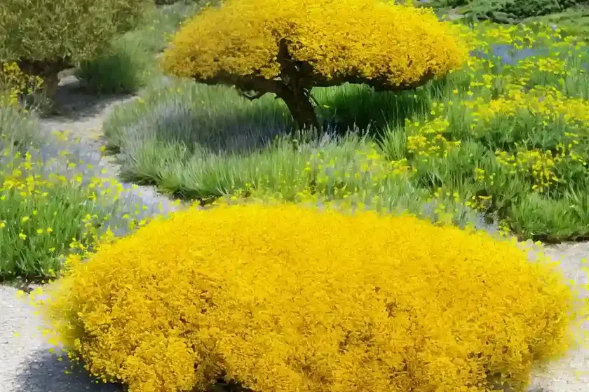 European gorse (ulex europaeus)