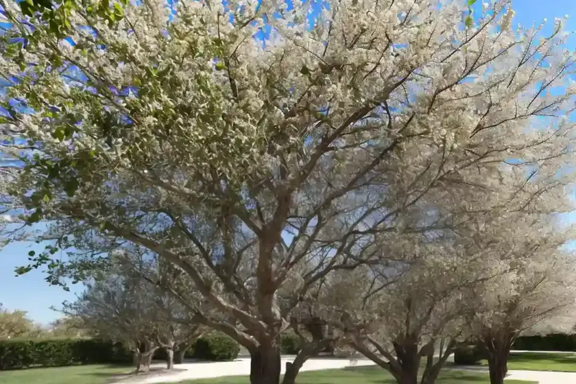 European hackberry (celtis australis) — photo 3