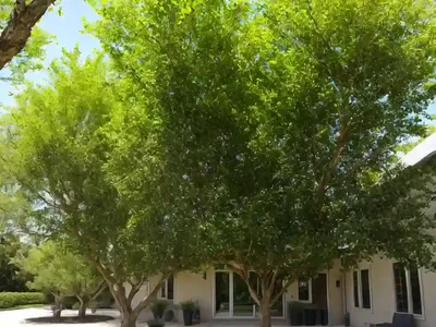 European Hackberry (Celtis Australis)