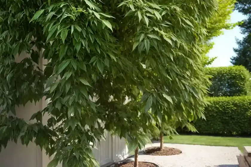 European hornbeam (carpinus betulus) — photo 2