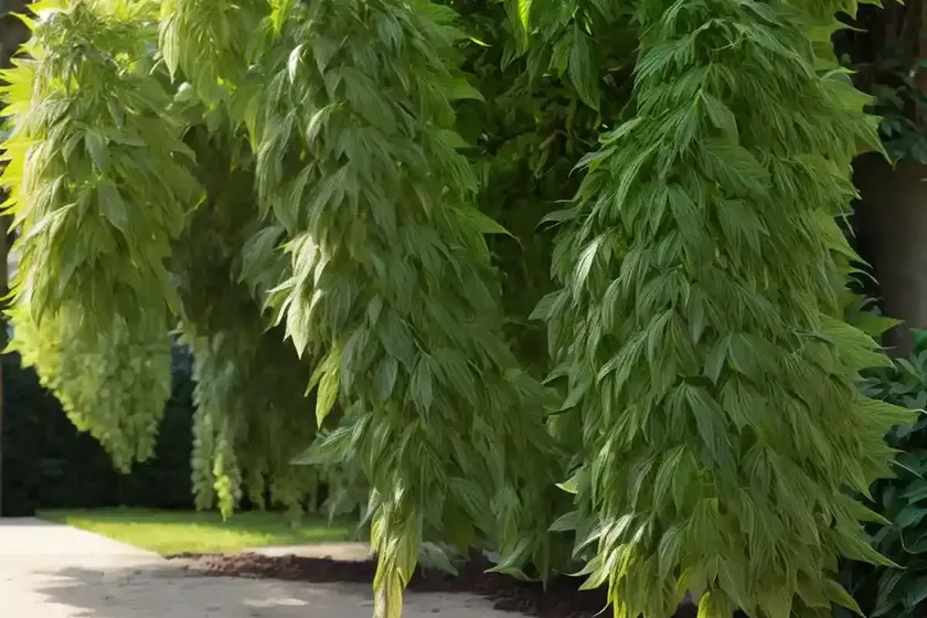 European hornbeam (carpinus betulus)