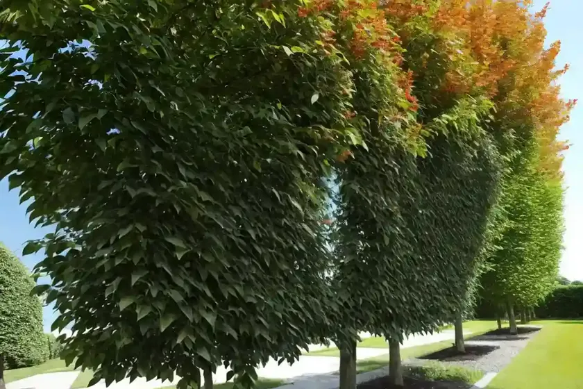European linden (tilia x europaea) — photo 3