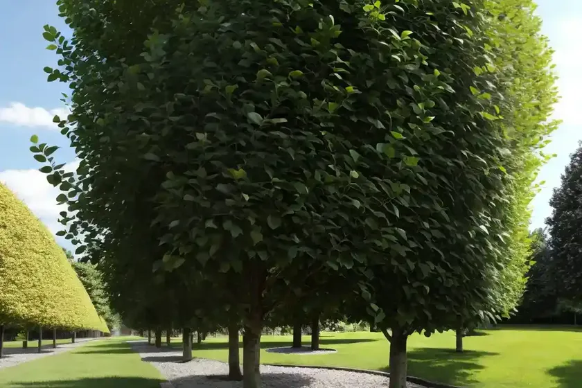 European linden (tilia x europaea)