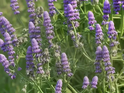 European Vetch, Two-Seeded Vetch (Vicia Disperma)