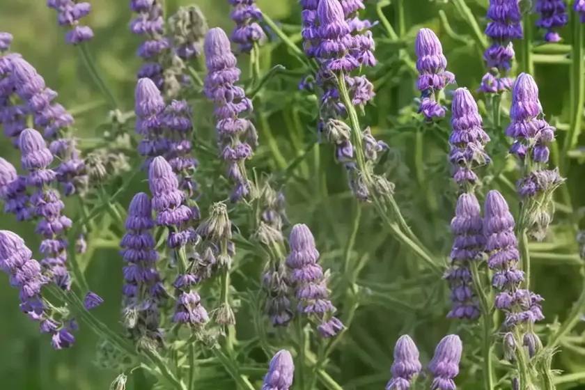European Vetch, Two-Seeded Vetch (Vicia Disperma)