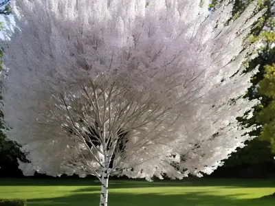 European White Birch (Betula Pendula)