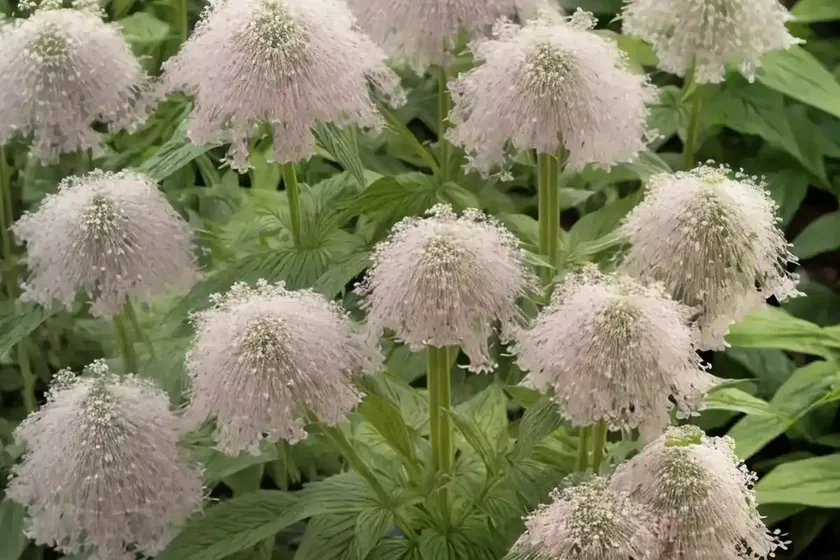 Eutrochium dubium ‘baby joe’ (coastal plain joe pye weed) — photo 3