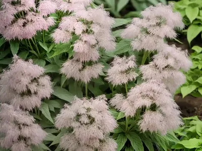 Eutrochium Dubium ‘Baby Joe’ (Coastal Plain Joe Pye Weed)