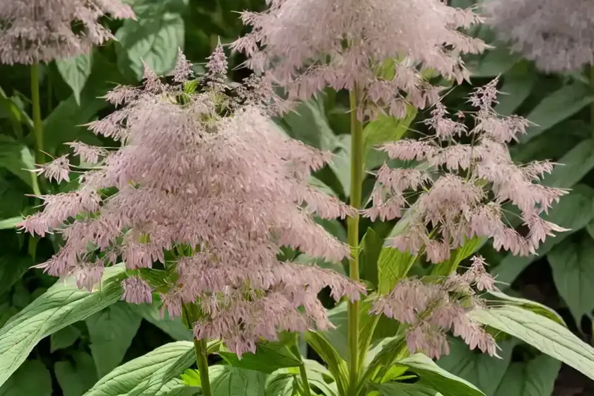 Eutrochium dubium (coastal plain joe pye weed) — photo 2