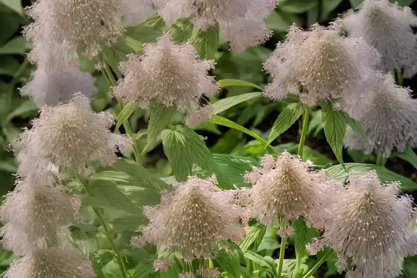 Eutrochium dubium (coastal plain joe pye weed) — photo 3