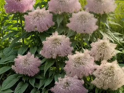 Eutrochium Dubium (Coastal Plain Joe Pye Weed)