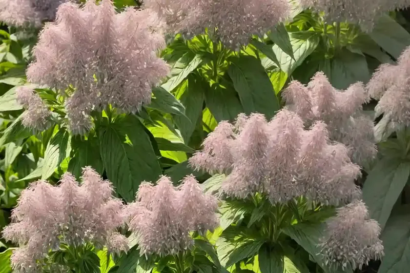 Eutrochium fistulosum (joe-pye weed) — photo 2