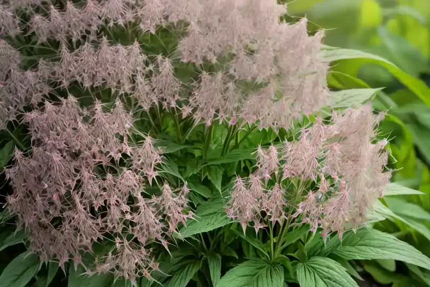 Eutrochium fistulosum (joe-pye weed) — photo 3