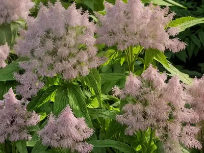 Eutrochium Fistulosum (Joe-Pye Weed)