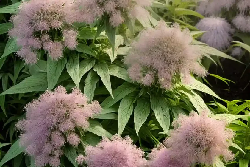 Eutrochium purpureum (sweet-scented joe-pye weed) — photo 2