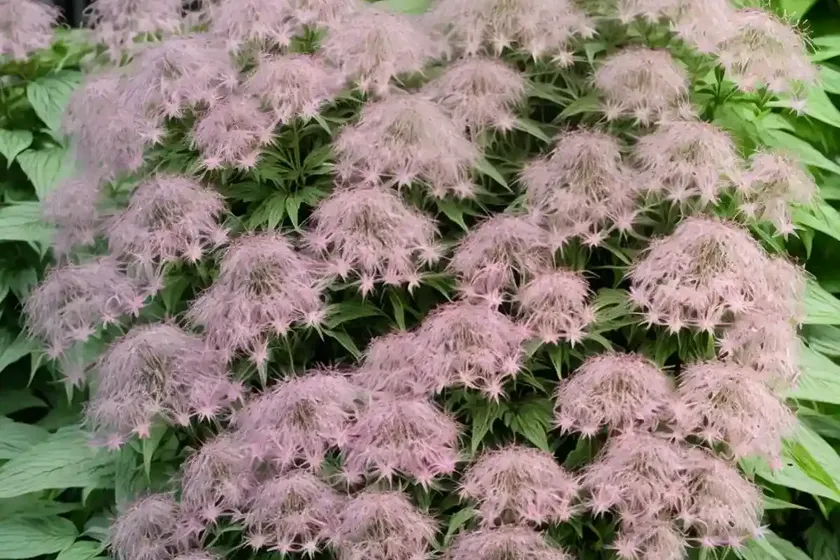 Eutrochium purpureum (sweet-scented joe-pye weed) — photo 3