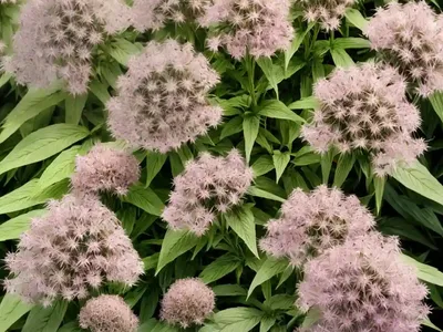 Eutrochium Purpureum (Sweet-Scented Joe-Pye Weed)